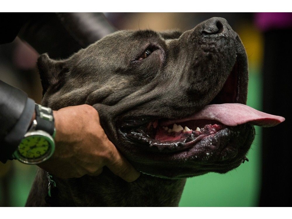 VICIOUS BREED UNLEASHED: Deadly Attack Reveals Horrifying Past!