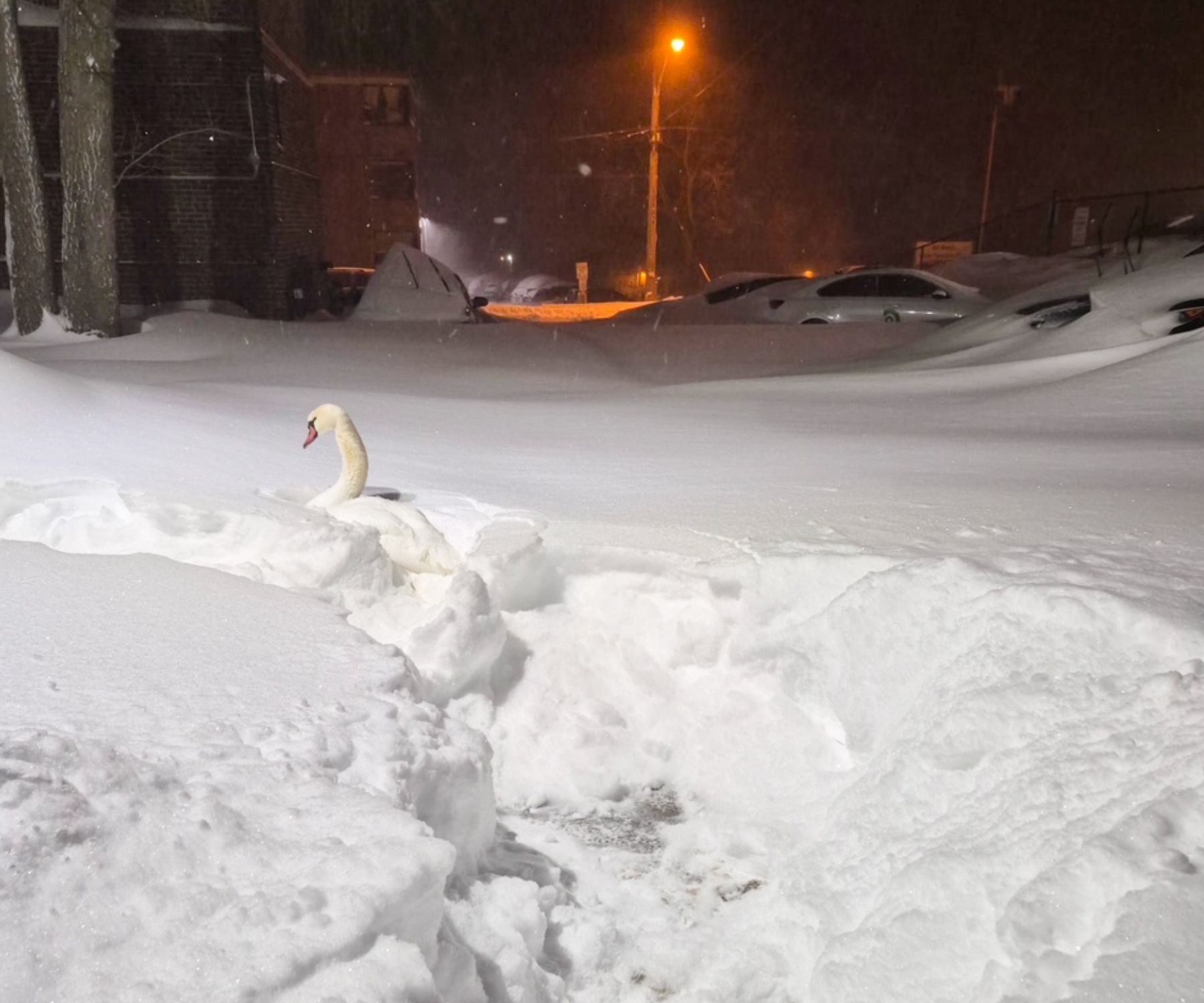 A swan struggling in the snow after Toronto's record storm on Sunday, Jan. 25, 2026.
