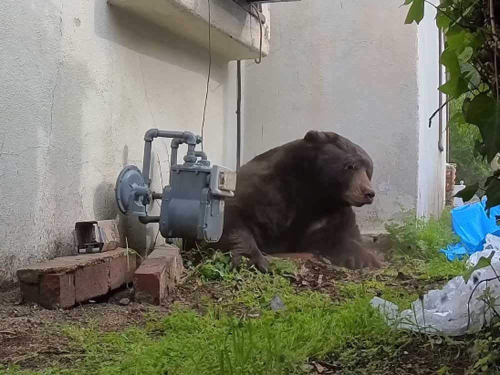 California homeowner rolls out ’unwelcome’ mat for black bear living under his house