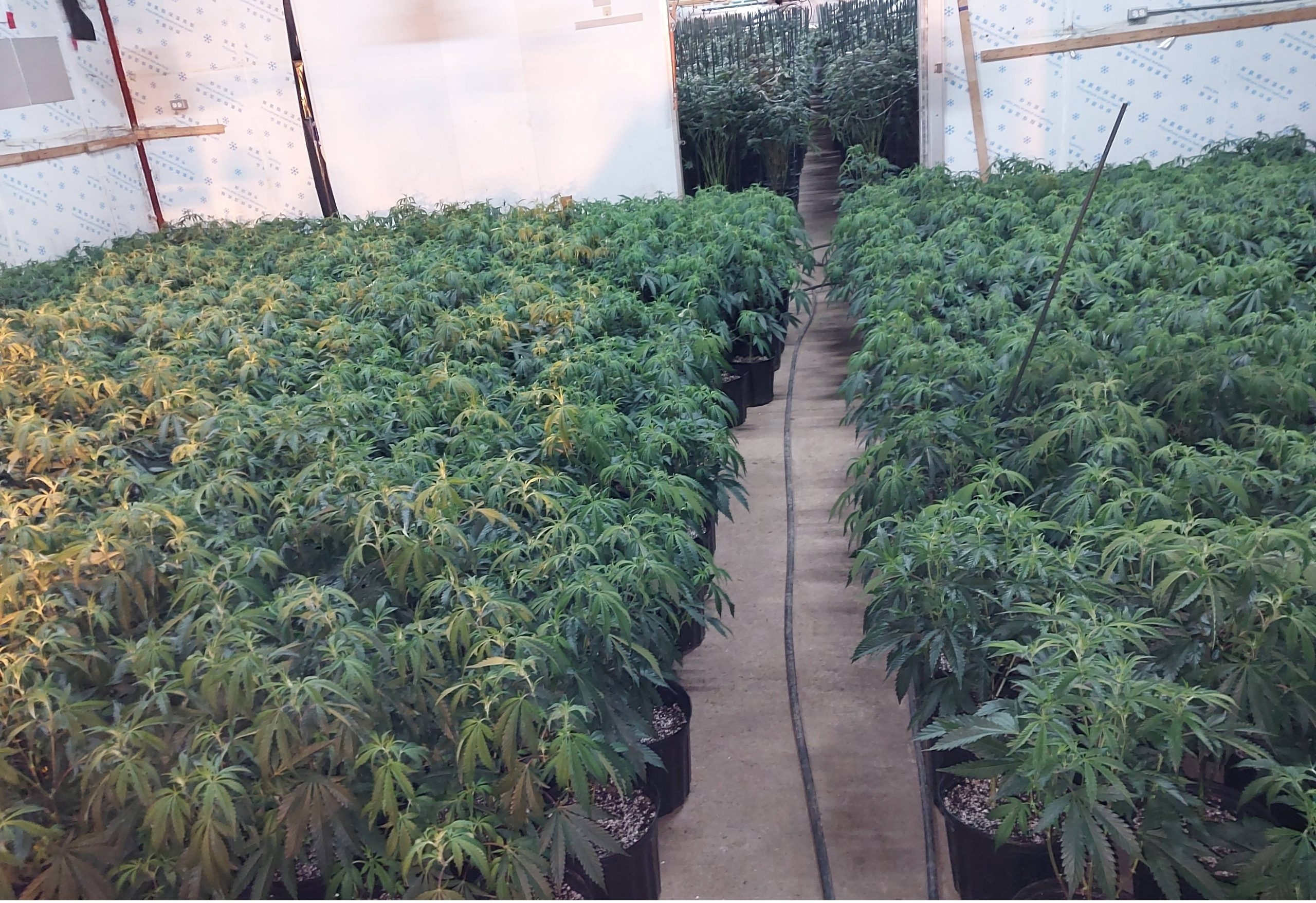  More than $3.8 million in illicit cannabis plants and dried cannabis bud was seized during a search of a location in a rural area of Port Hope on Thursday, Jan. 8, 2026.