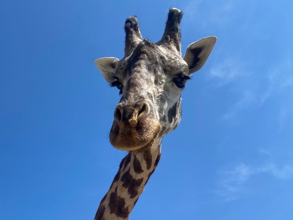 TORONTO ZOO COVER-UP? Giraffe DEAD After Horrific Accident!