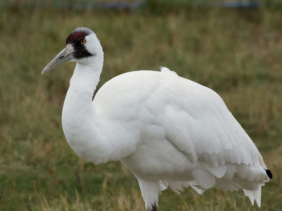 CRANES UNDER SIEGE: Deadly Flu Threatens Extinction!