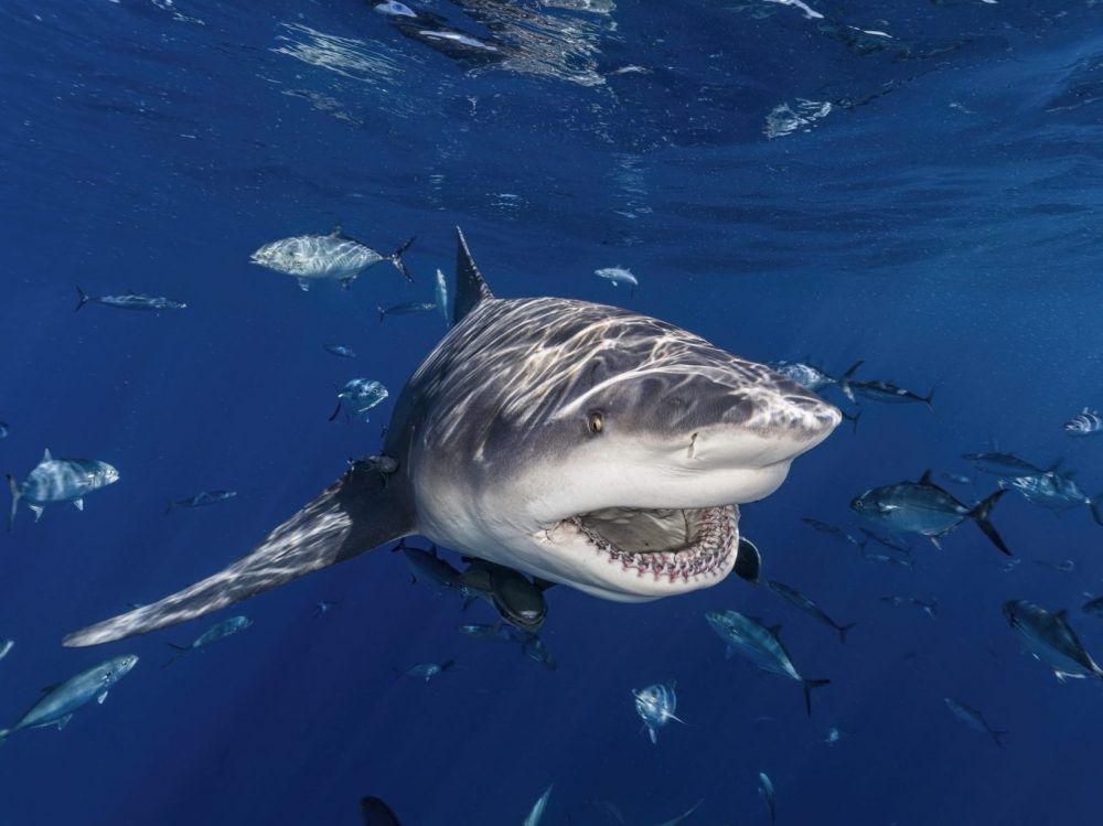 Recent shark attacks in Australia leave 2 people in critical condition, others escape injury