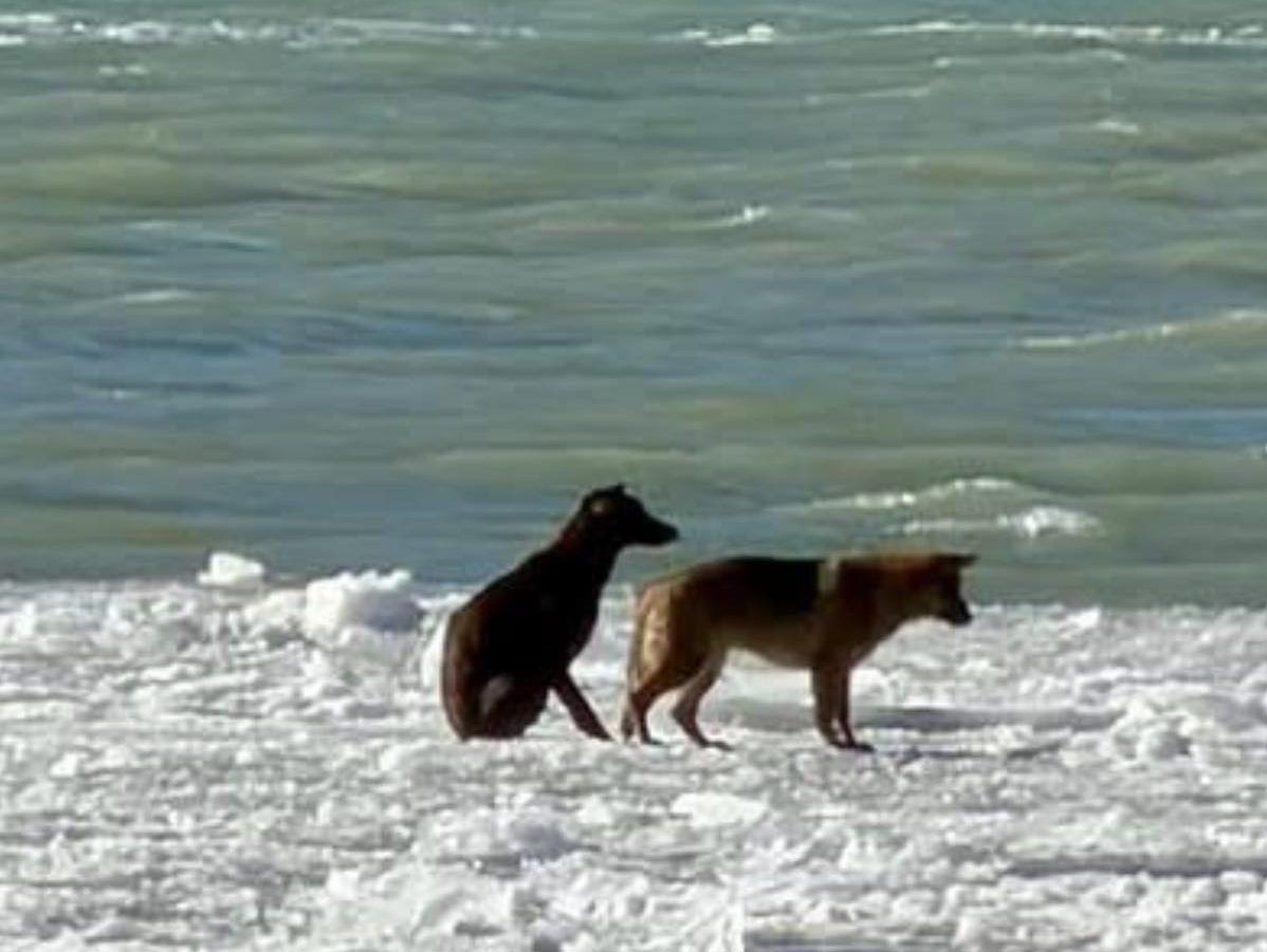 Owner sought after dogs stranded on Detroit River ice