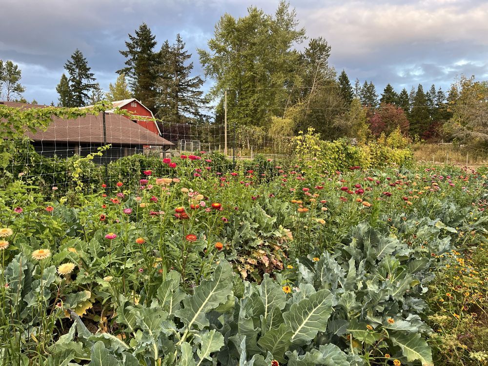 Michalina Hunter's farm.