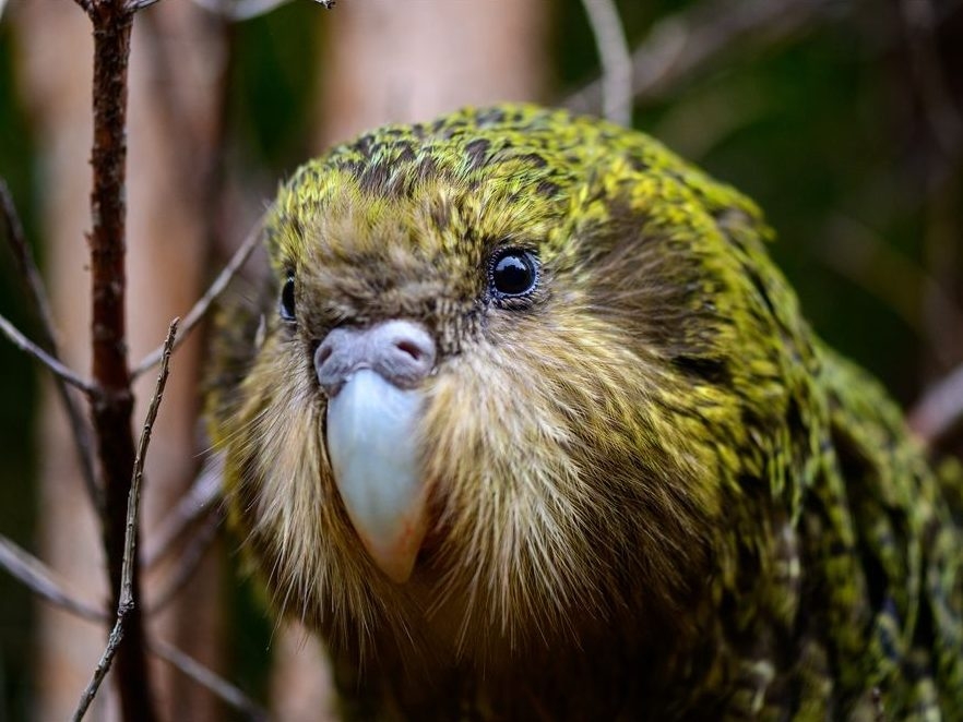  Kenneth the kākāpō, pictured in 2019. (Jake Osborne/New Zealand Department of Conservation)