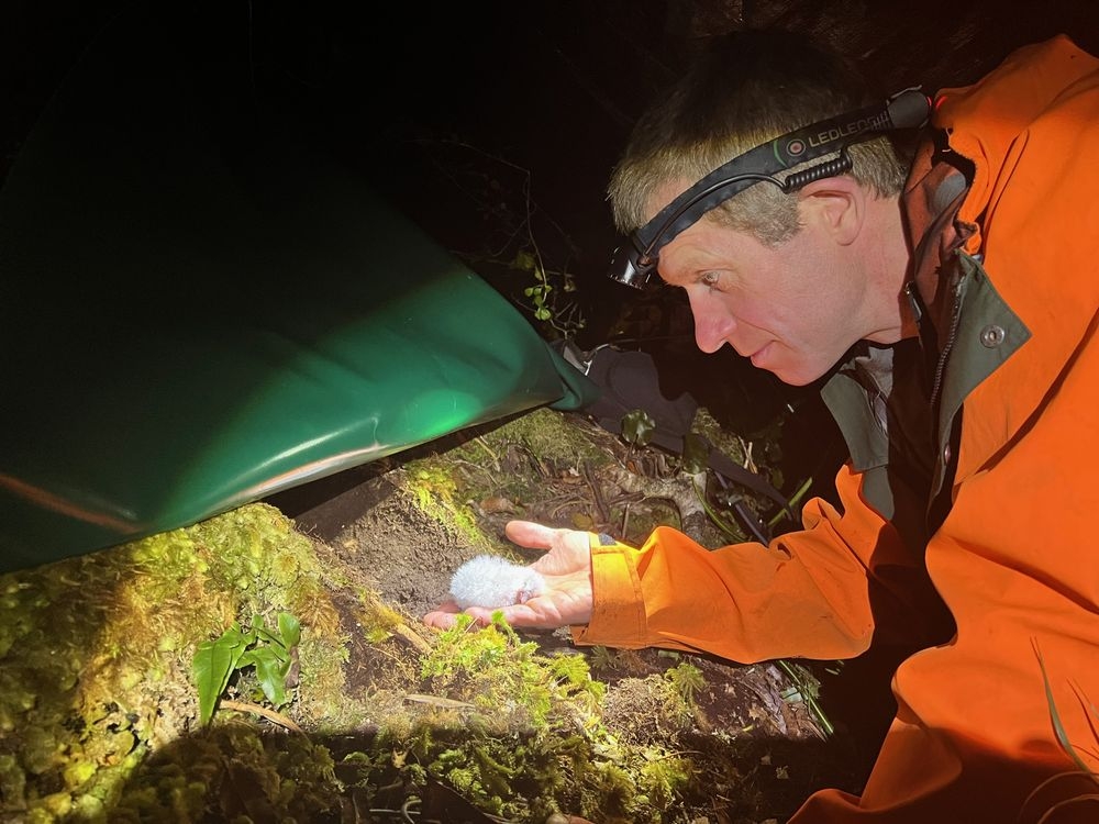  Andrew Digby, a biologist at New Zealand’s Department of Conservation, handles a kākāpō chick in 2022, during the previous mating season. (Deidre Vercoe/New Zealand Department of Conservation)
