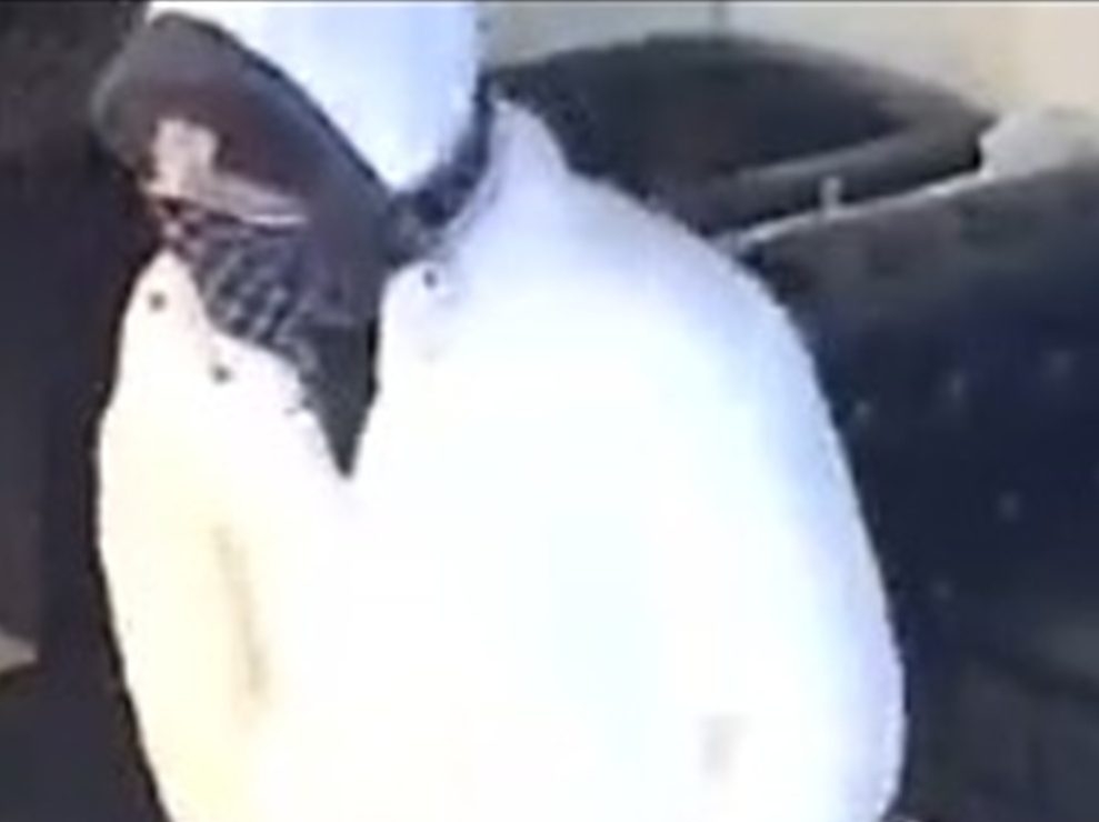  A suspect sought by Toronto Police.