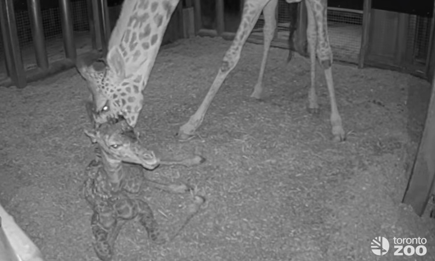 A Masai giraffe tends to her newborn female calf on Sunday, Feb. 22, 2026, at the Toronto Zoo. The baby measures a whopping 6-foot-4. Zoo staff says to stay tuned regarding details on when visitors can meet this towering little lady.