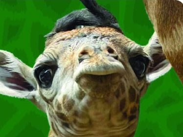 TORONTO ZOO EXPLODES WITH JOY: BABY GIRAFFE ARRIVES!