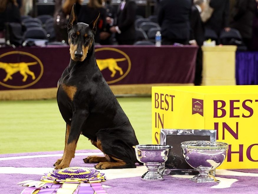 Canadian-born Penny the Doberman pinscher wins Westminster 'best in show'