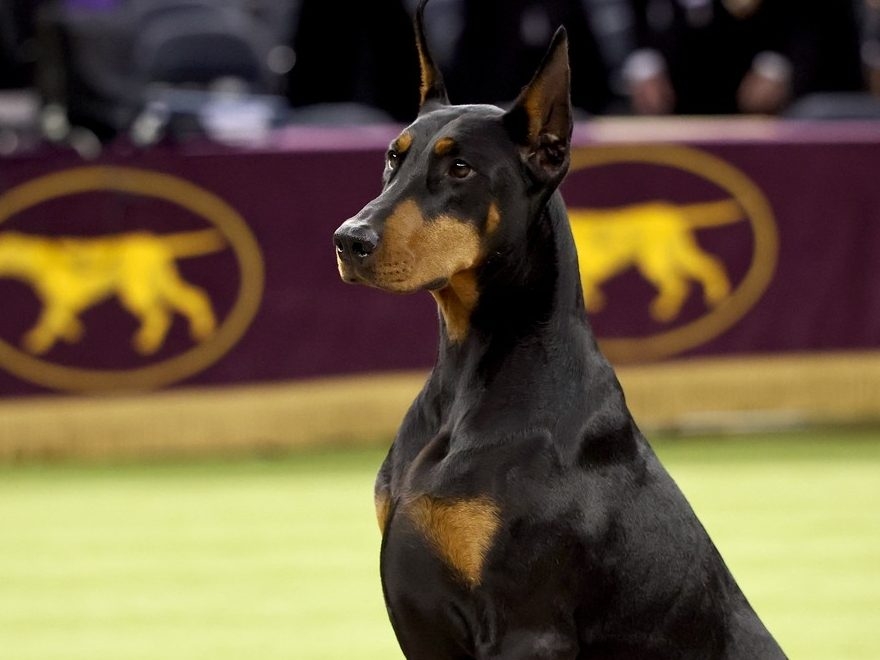  Penny, the Doberman pinscher, winner of Best in Show, during the 150th Westminster Kennel Club Dog Show – Junior Showmanship, Group Judging (Sporting, Working, Terrier) + Best In Show at Madison Square Garden on February 3, 2026 in New York City.