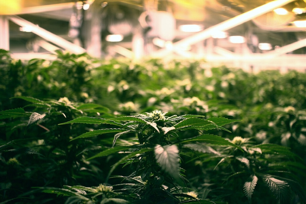 CANNABIS CRISIS: Is Your Teen at Risk?