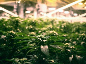 Cannabis could be a main factor in rising psychosis among Canadian youth, researchers say. Postmedia file photo