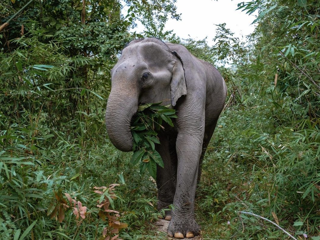 Tourist trampled to death by killer elephant in Thailand