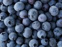 Frozen blueberries