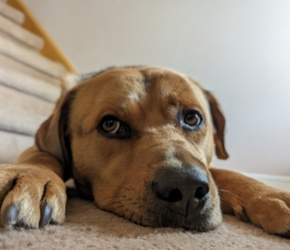 ROGUE'S GALLERY: This 'People-Loving' Pup HATES Other Dogs—Adopt Him NOW!