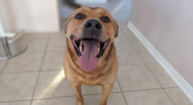  Rogers, 7, a male mixed Shepherd dog, is available for adoption at the Toronto Humane Society (THS)
