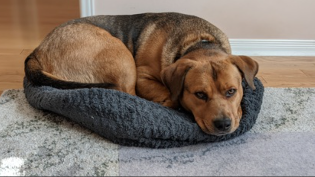  Rogers, 7, a male Shepherd mix dog, is looking for his Forever Home at the Toronto Humane Society. (THS)