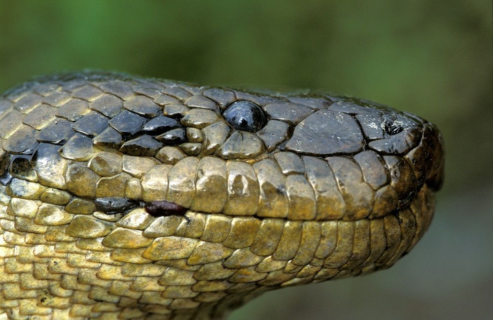 It's a snake-eat-snake world, new research says