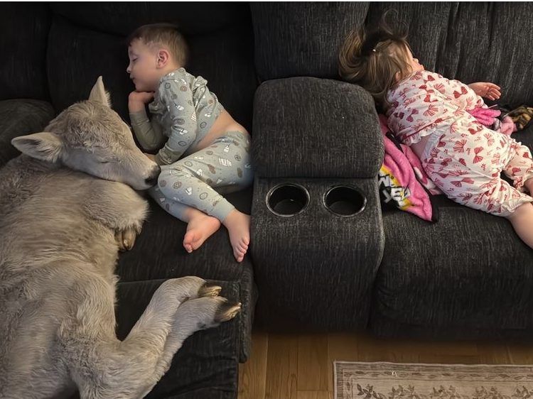 Farmers took in a freezing calf. Their kids cuddled up with her.