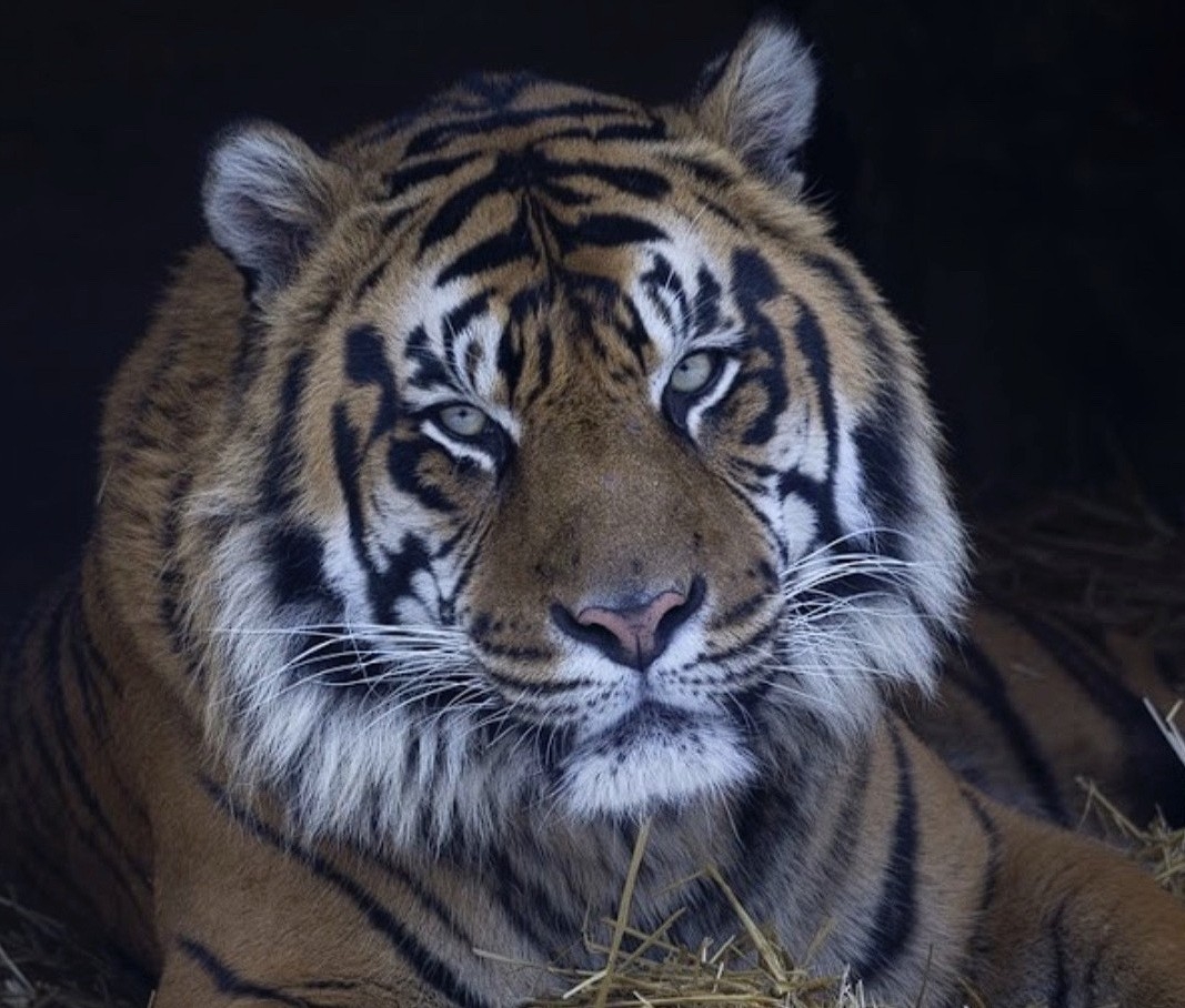 TORONTO ZOO TIGER DEAD: Heartbreak as Beloved Predator Silenced FOREVER.
