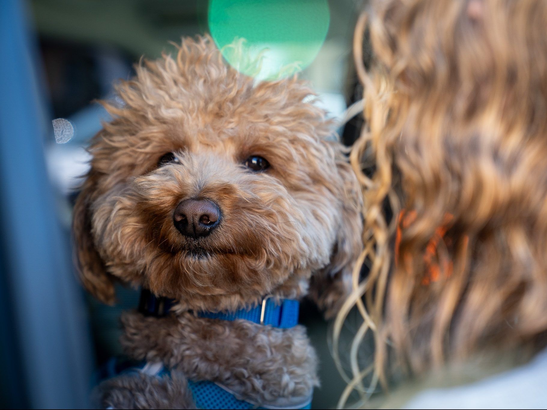 Dog abandoned at Las Vegas airport adopted by officer who helped rescue him