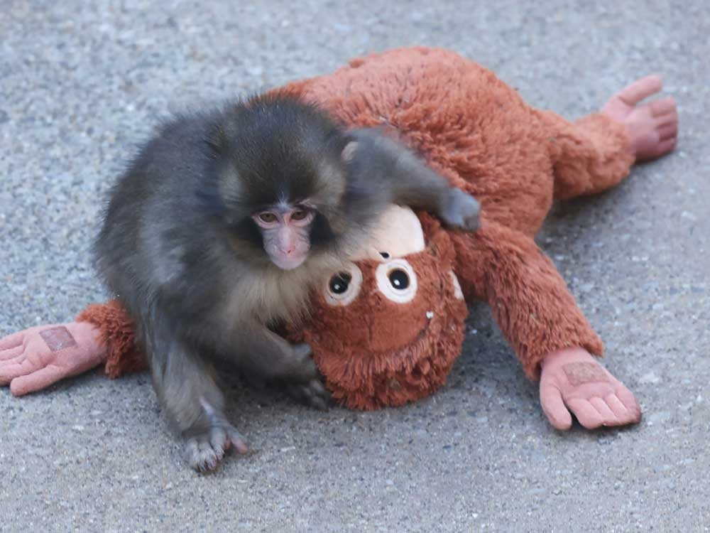  This photo taken on Feb. 19, 2026 shows a 7 month-old male macaque monkey named Punch, who was abandoned by his mother shortly after birth, spending time with a stuffed orangutan toy at Ichikawa City Zoo and Botanical Gardens in Chiba Prefecture.
