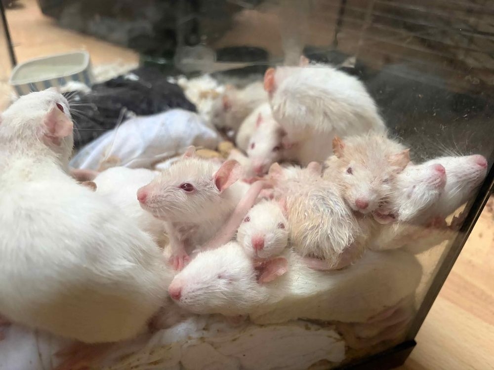  The domestic rats are also called fancy rats. They differ from wild rats in color, size and other ways. (Strong Island Animal Rescue League)