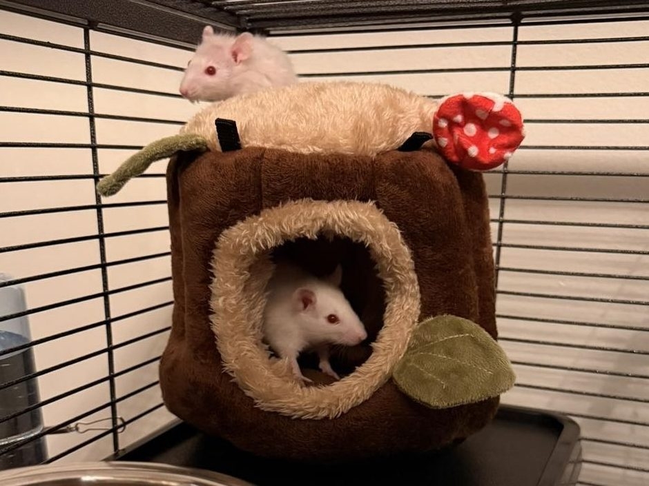 RAT APOCALYPSE AVERTED: 450 NEED HOMES NOW!