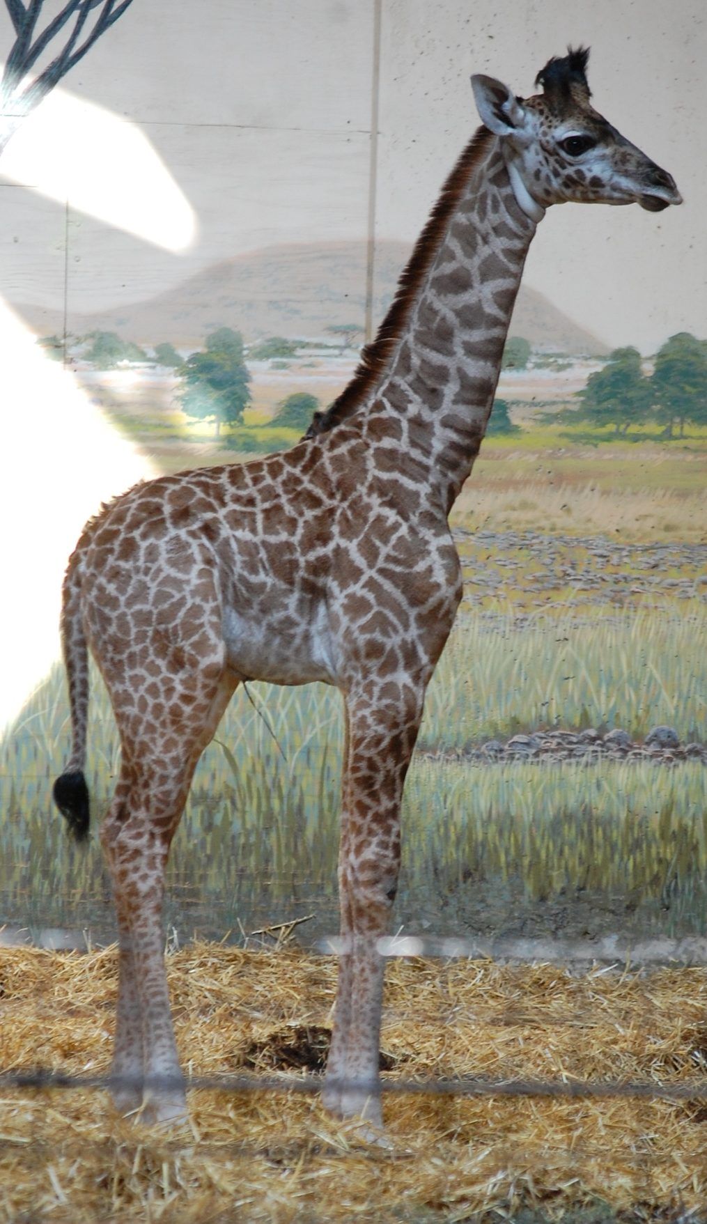 Baby giraffe at the Toronto Zoo