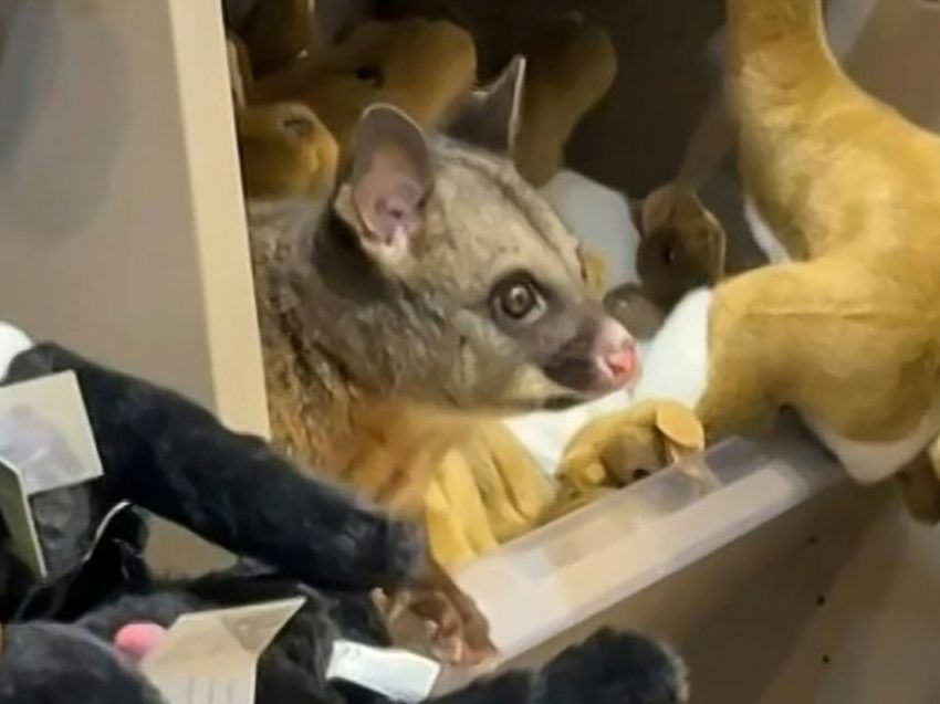 Wild possum shelters with stuffed toys in Australian airport shop