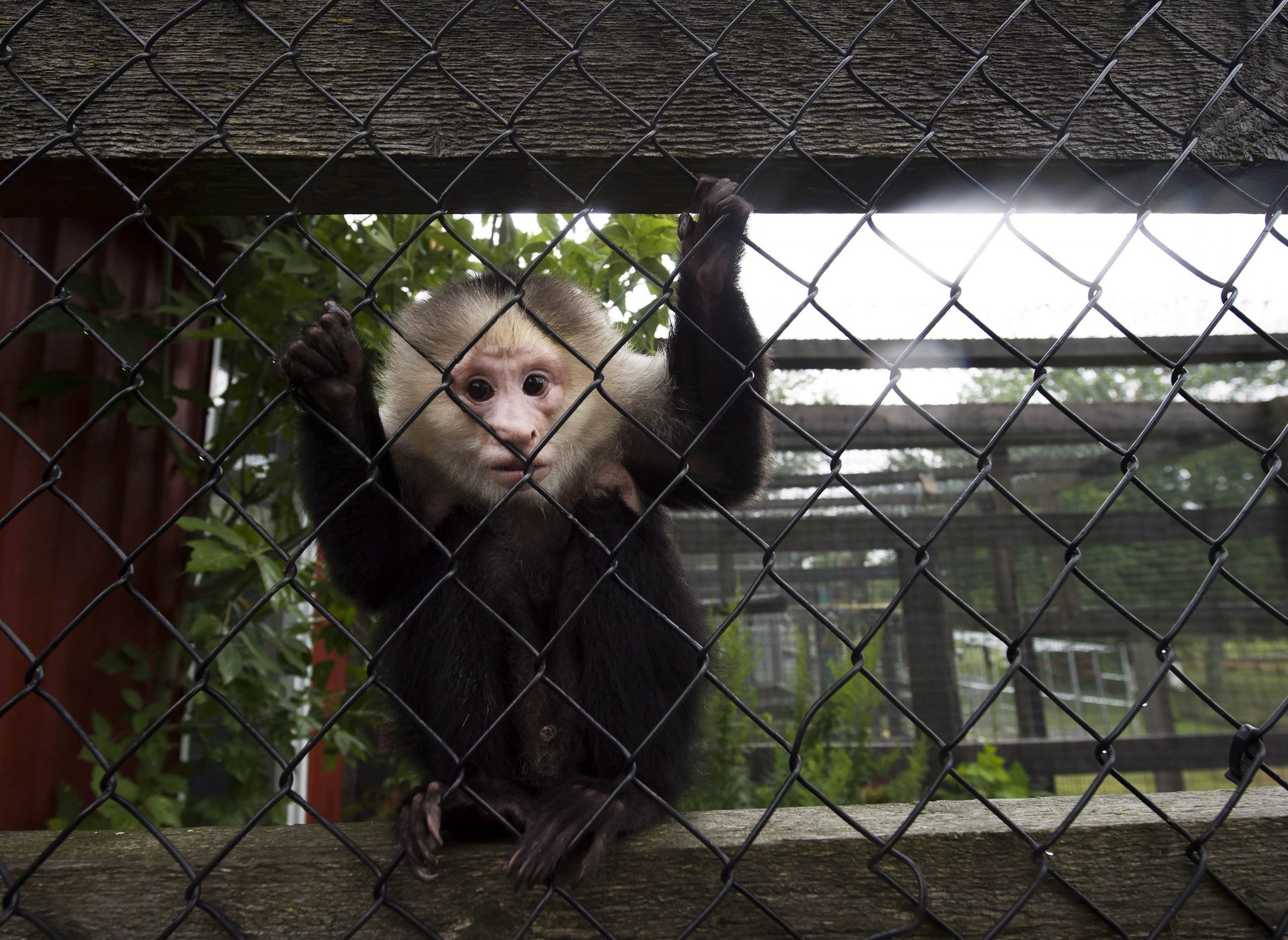 ART WORLD SHOCKED: Painting Primate Pockets Warhol IS DEAD!