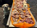 Detector dog Dharla sniffed out more than 22 kilograms of meat from a traveller's luggage at Pearson Airport.
