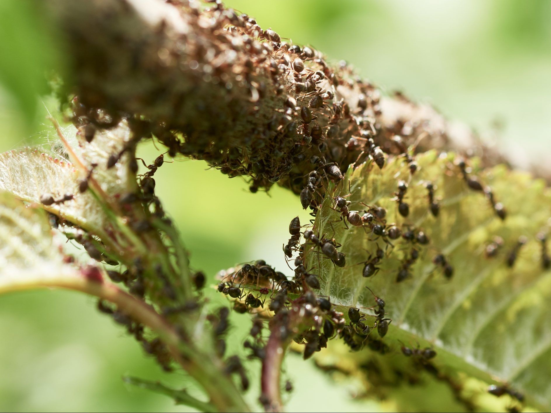 Man busted over attempt to smuggle 2,000 live queen ants in Kenya