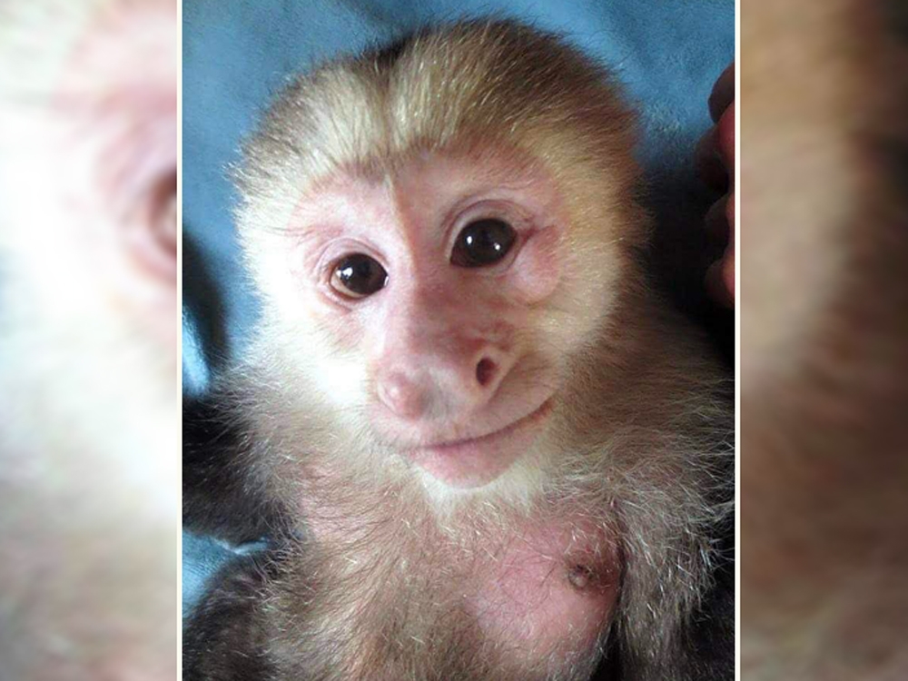  Pockets Warhol, a Capuchin monkey with a talent for painting, has died. (Facebook)
