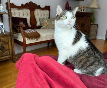 Noor, 8, the female cat