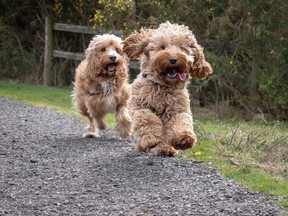 ‘Designer’ dogs show more behavioural problems: Study ‘Designer’ dogs show more behavioural problems: Study