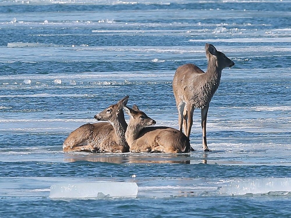 DEER ON THE RUN: ICE FLOE ESCAPE STUNS BOTH CITIES!