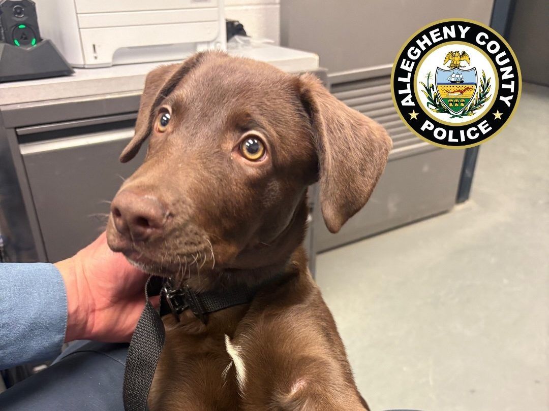 Labrador puppy rescued after being abandoned at Pittsburgh International Airport.