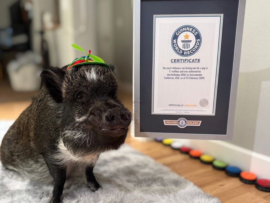 Merlin has the largest Instagram following for a pig, with 1.1 million followers, according to Guinness World Records.