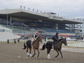 Thoroughbreds horses are trained at Woodbine Racetrack