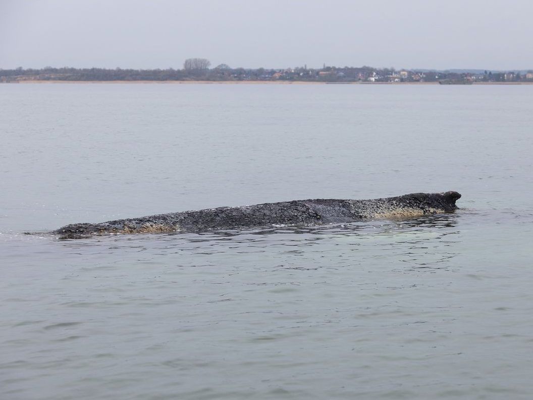 Hope lost for saving stranded humpback whale in Baltic Sea