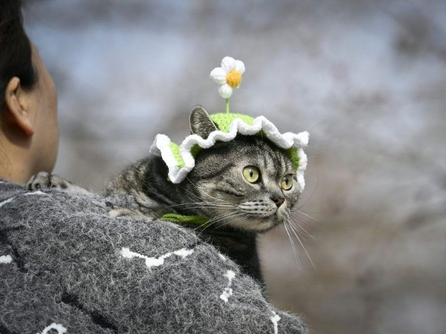 Streaming channel to keep pets company launched in China