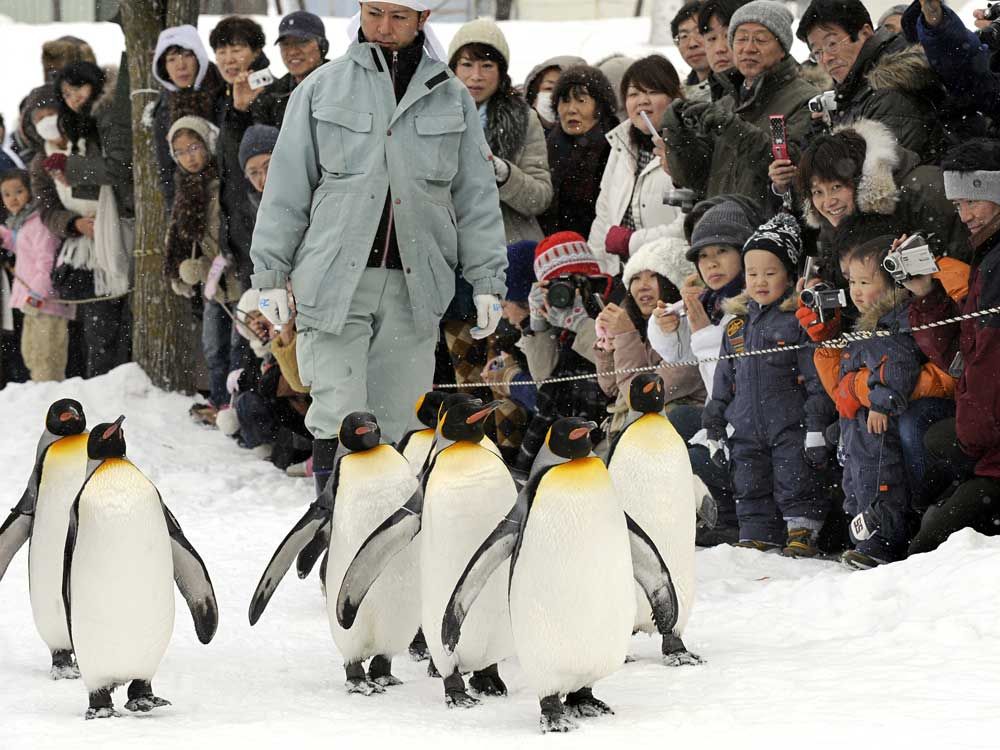 Japanese zoo employee allegedly disposed of wife's body in incinerator: Reports