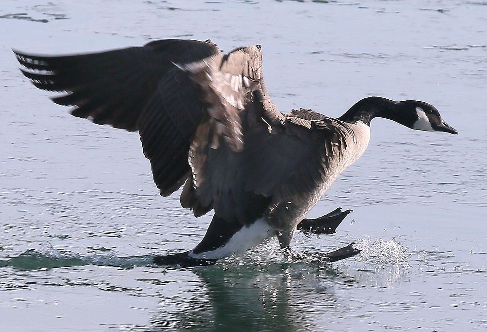 Winnipeg teen accused of running over Canada geese