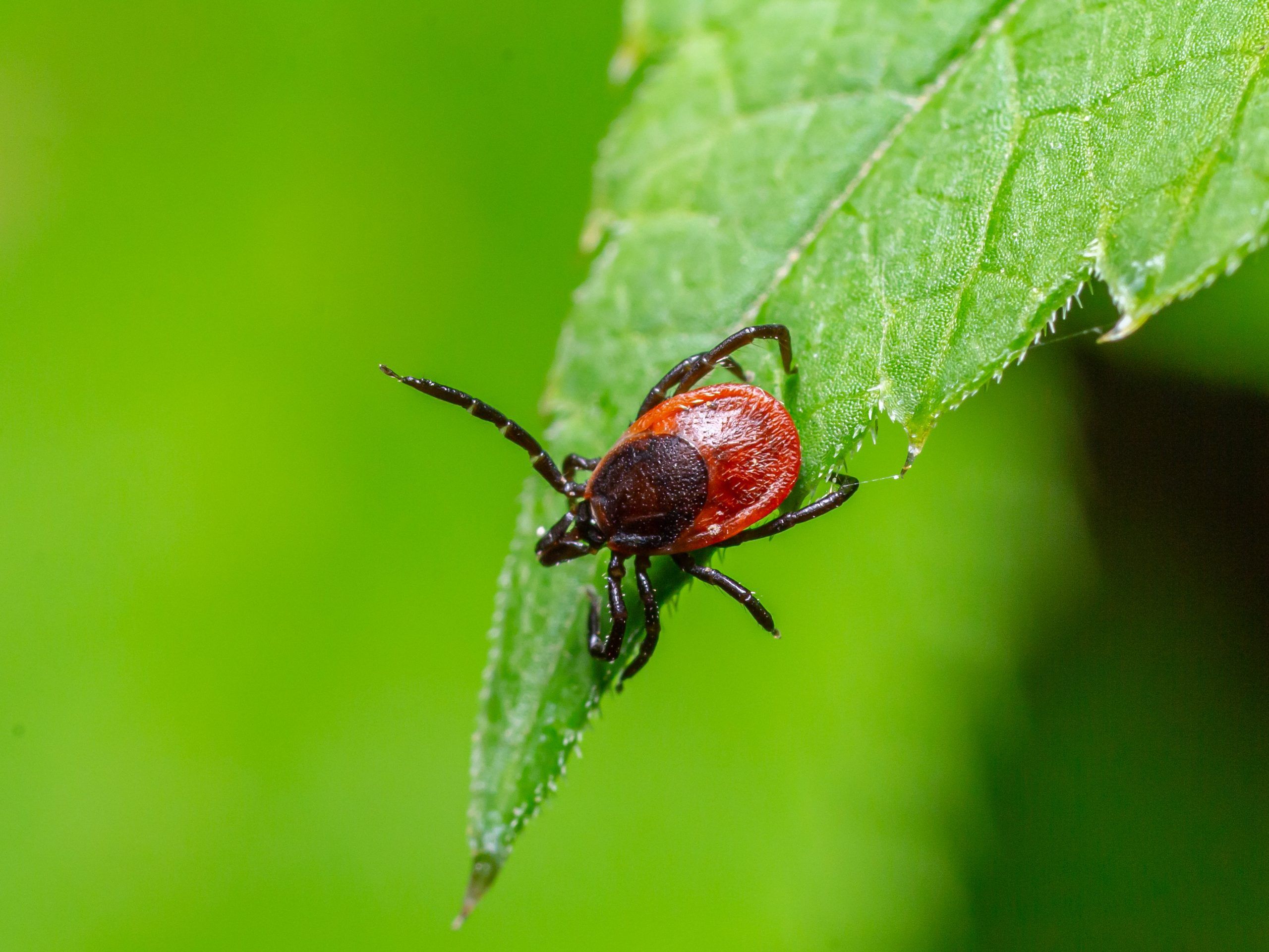 How to tick-proof your yard