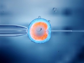In vitro fertilization of an egg cell is pictured in this stock photo.