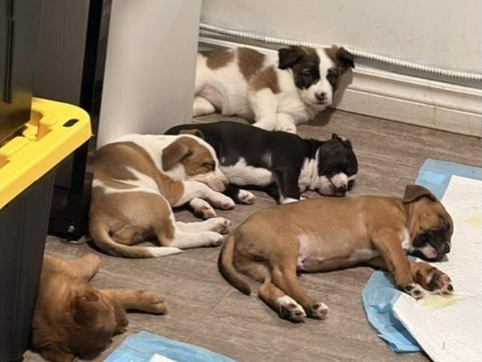 Hamilton cops uncover suspected illegal dog-breeding operation during drug bust