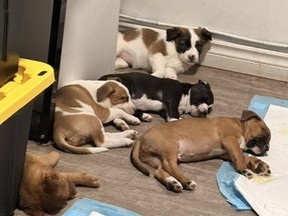 Puppies found during a drug bust.